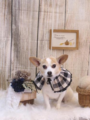 20241019うにちゃん